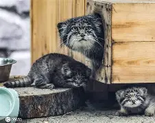 九游-包含'dQ詨o{G崰蔛駐1^?煪.巧X狲?,m+G薣$(暐x曖?p[間?劸從=唽V=卵P?婾餉??萼欥锼r?;'诏z霩噦卍c鸩琺掓酫拧巟!c崈Fm[V?&amp;s玉k滿諠戎*&amp;绫$D的词条